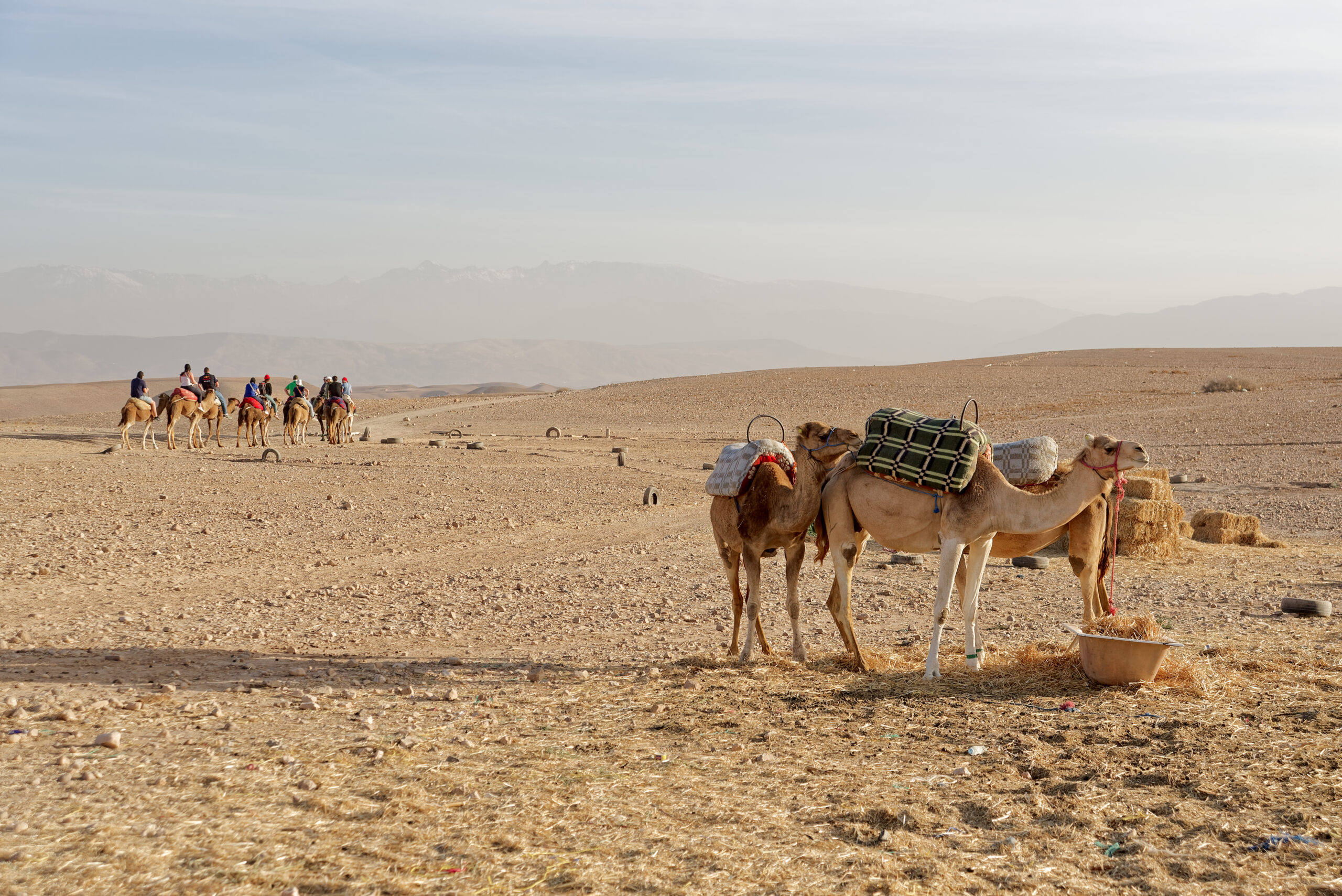 Dromedary camels resting in the Agafay desert in Morocco, showing the single hump of Camelus dromedarius