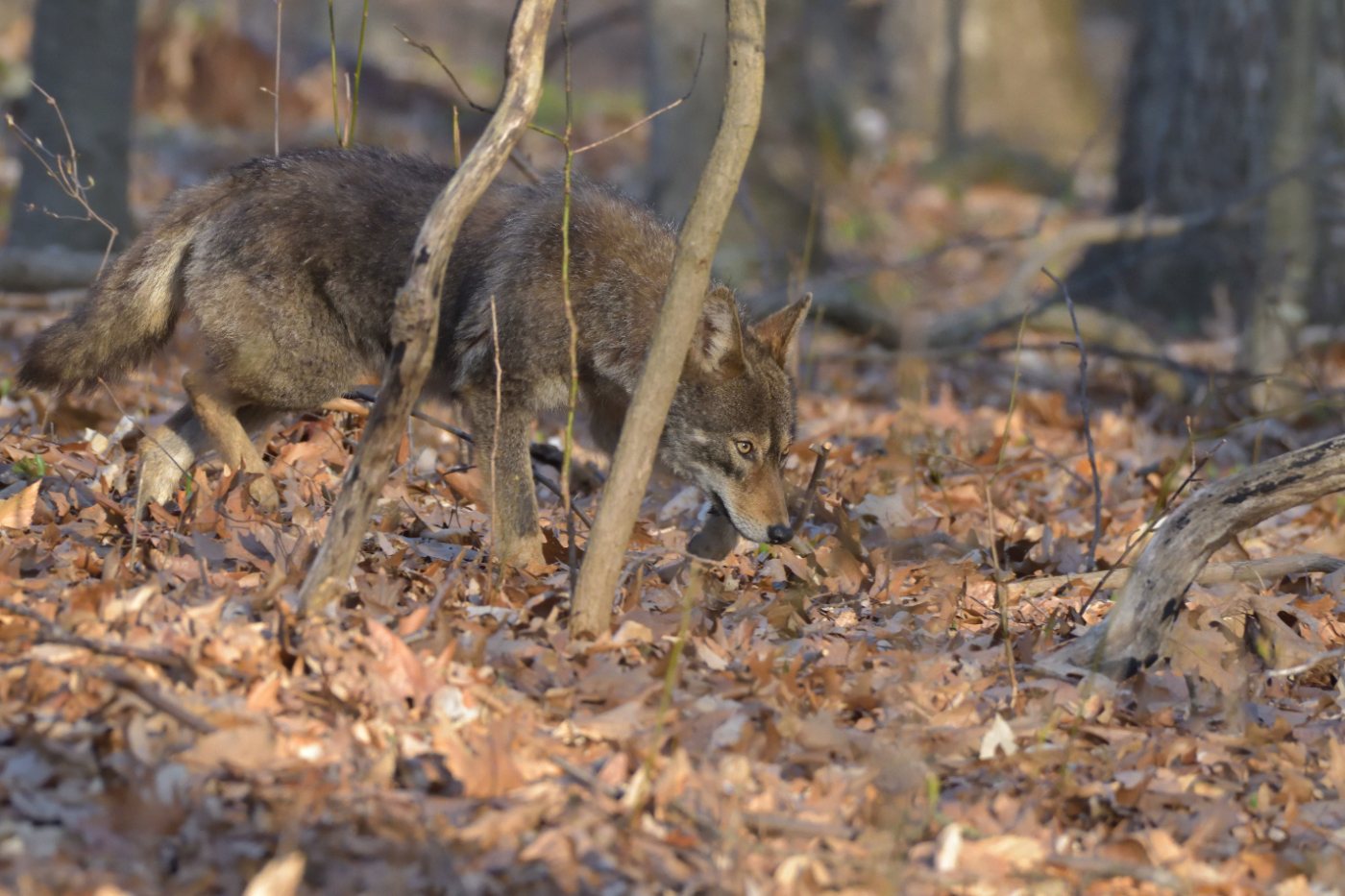 Coyotes 3 Large eastern coyote standing in woodland in Connecticut
