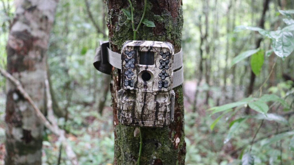 Camera trap strapped to a tree trunk in a forest, one of 188 ecological survey methods