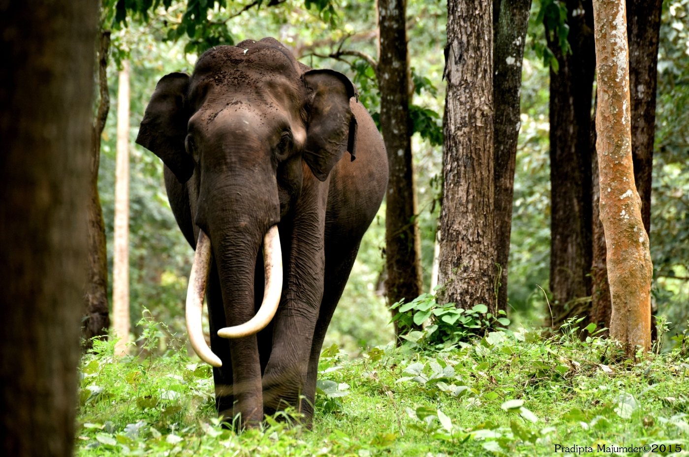 Bull elephant with large curved tusks