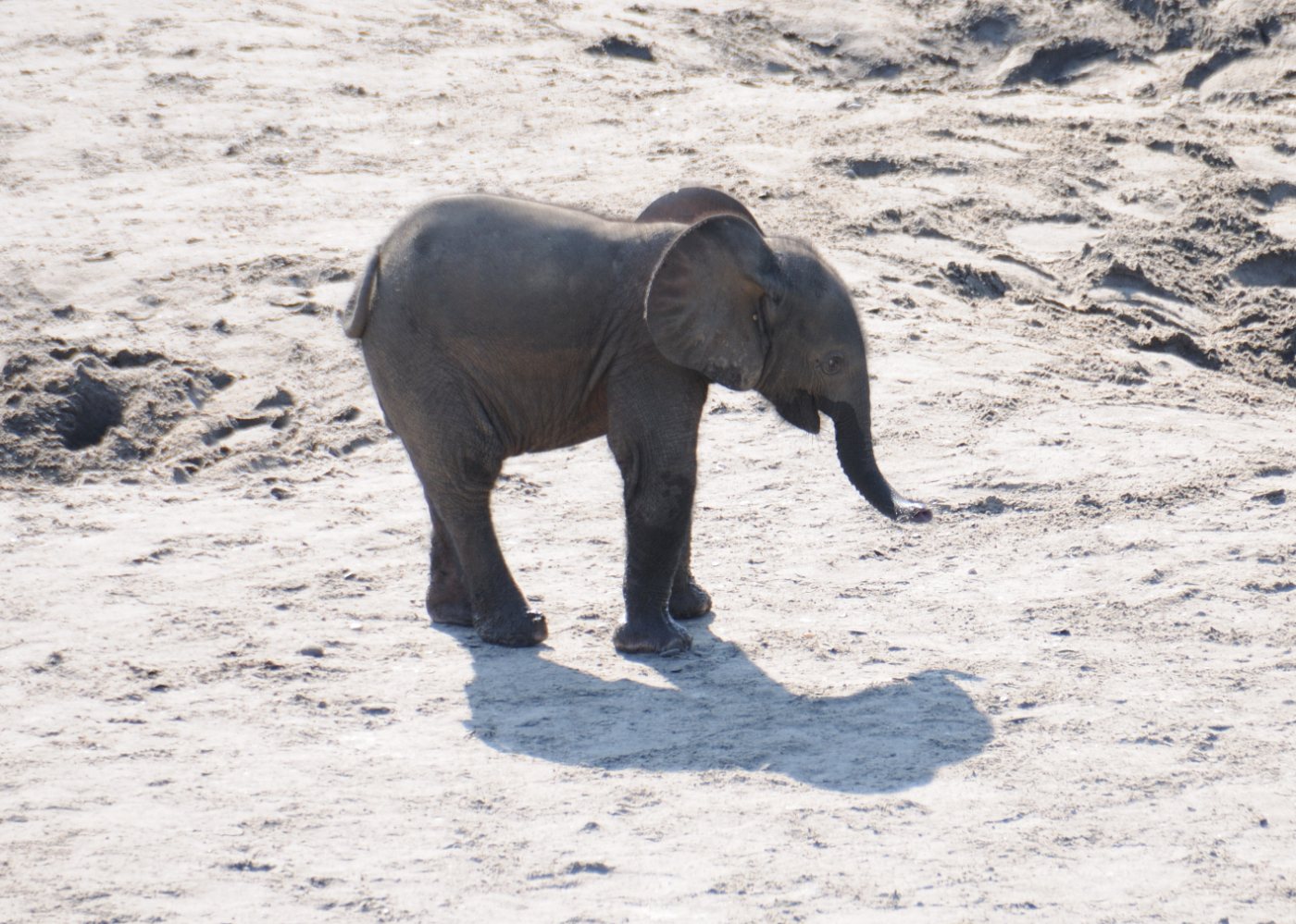African forest elephant calf beside adults at Dzanga Bai