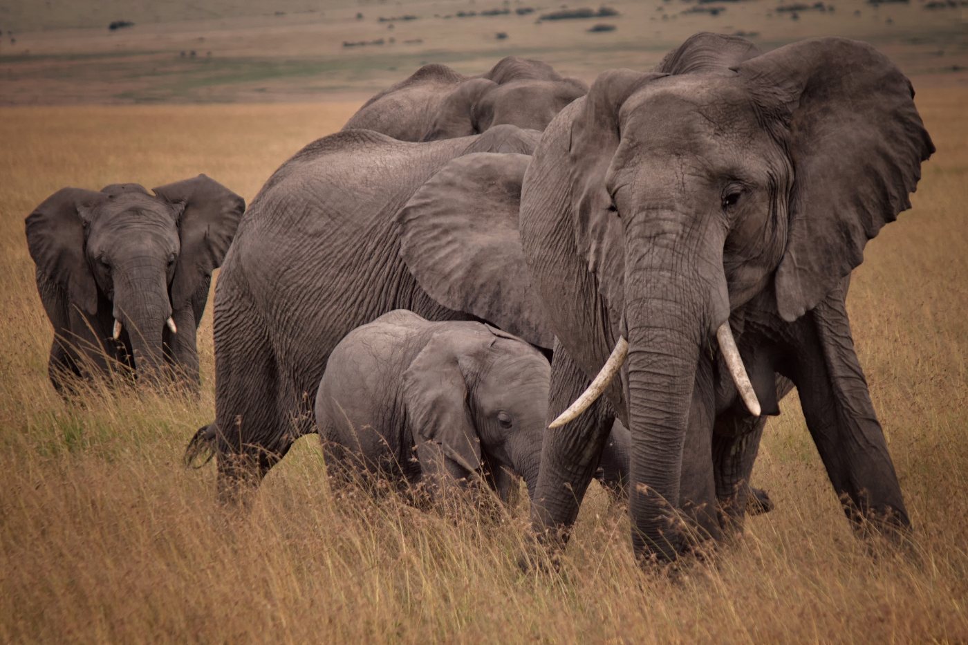 African bush elephants walking across grassland in the Maasai Mara