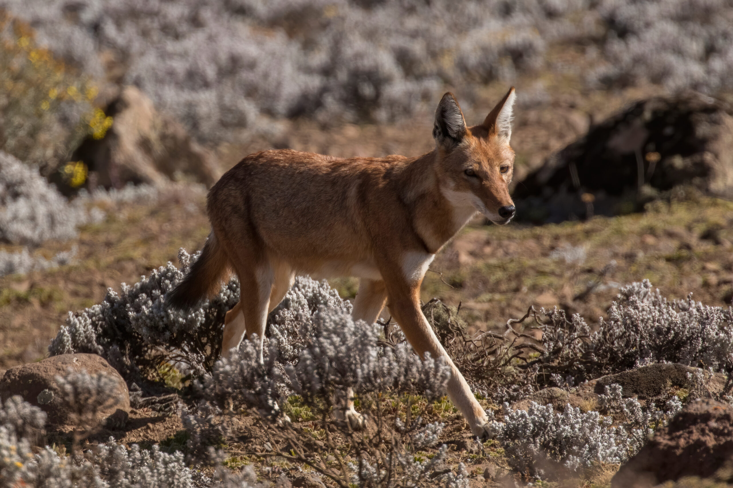Ethiopian wolf Canis simensis standing in Afroalpine grassland in the Bale Mountains