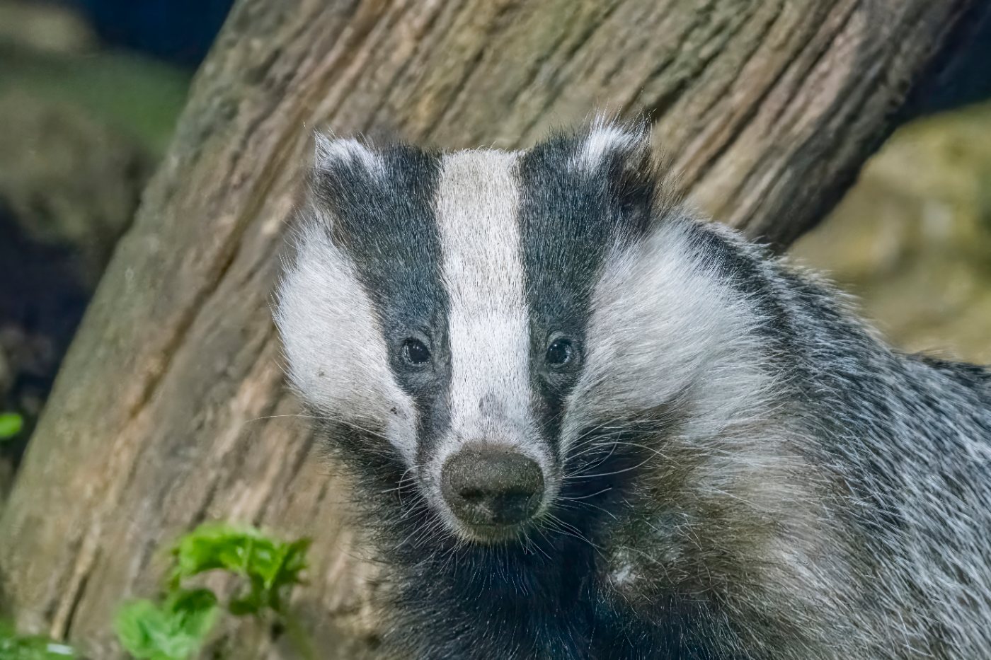 Badgers 2 Close view of a European badger head showing the two black stripes running through the eyes