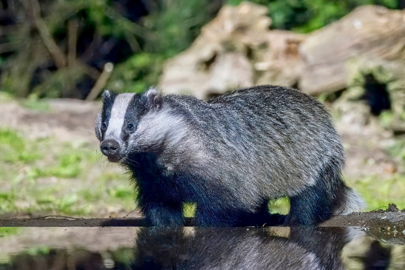 Badgers 1 A European badger foraging at dusk, showing the black and white striped face and low heavy body