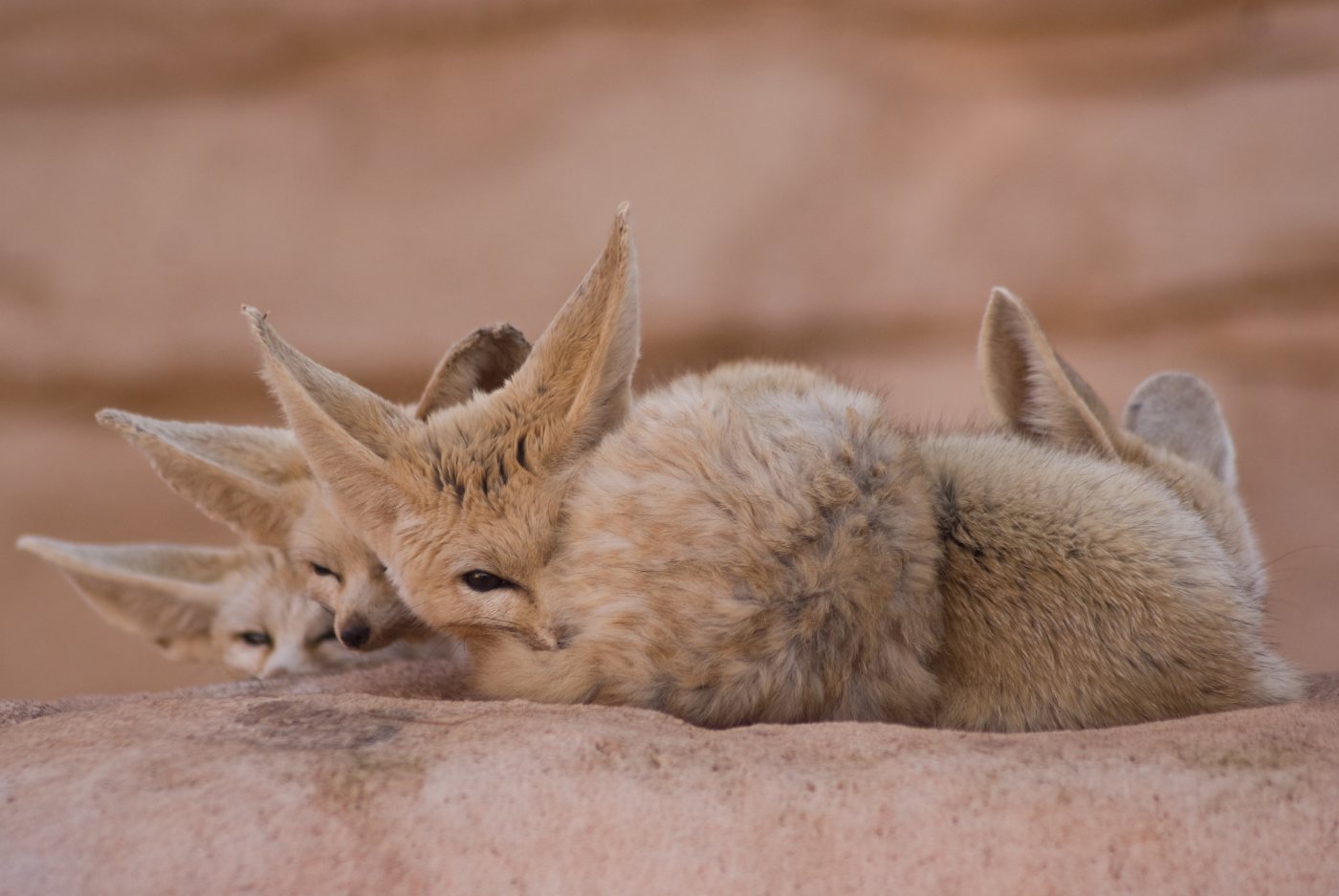 Foxes 5 A fennec fox showing the oversized ears that give it the largest ear to body ratio of any canid