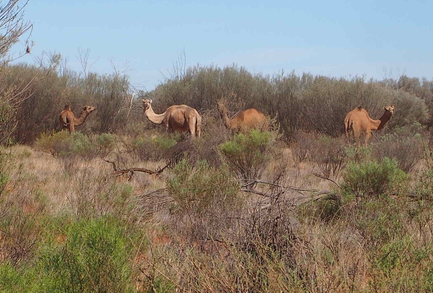 Feral dromedary camels in the Australian outback, descendants of animals released in the 1920s and 1930s