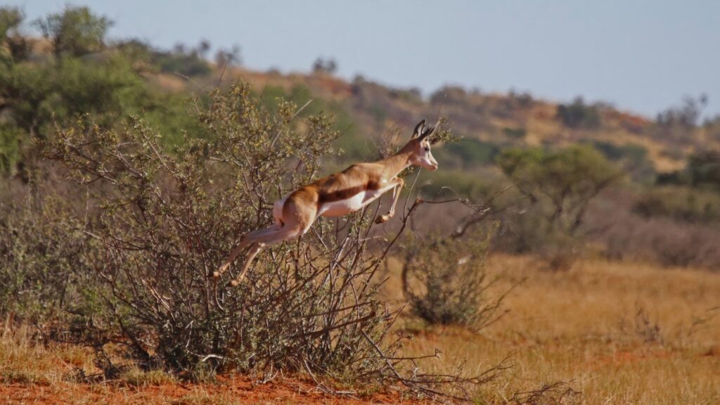 Springbok pronking