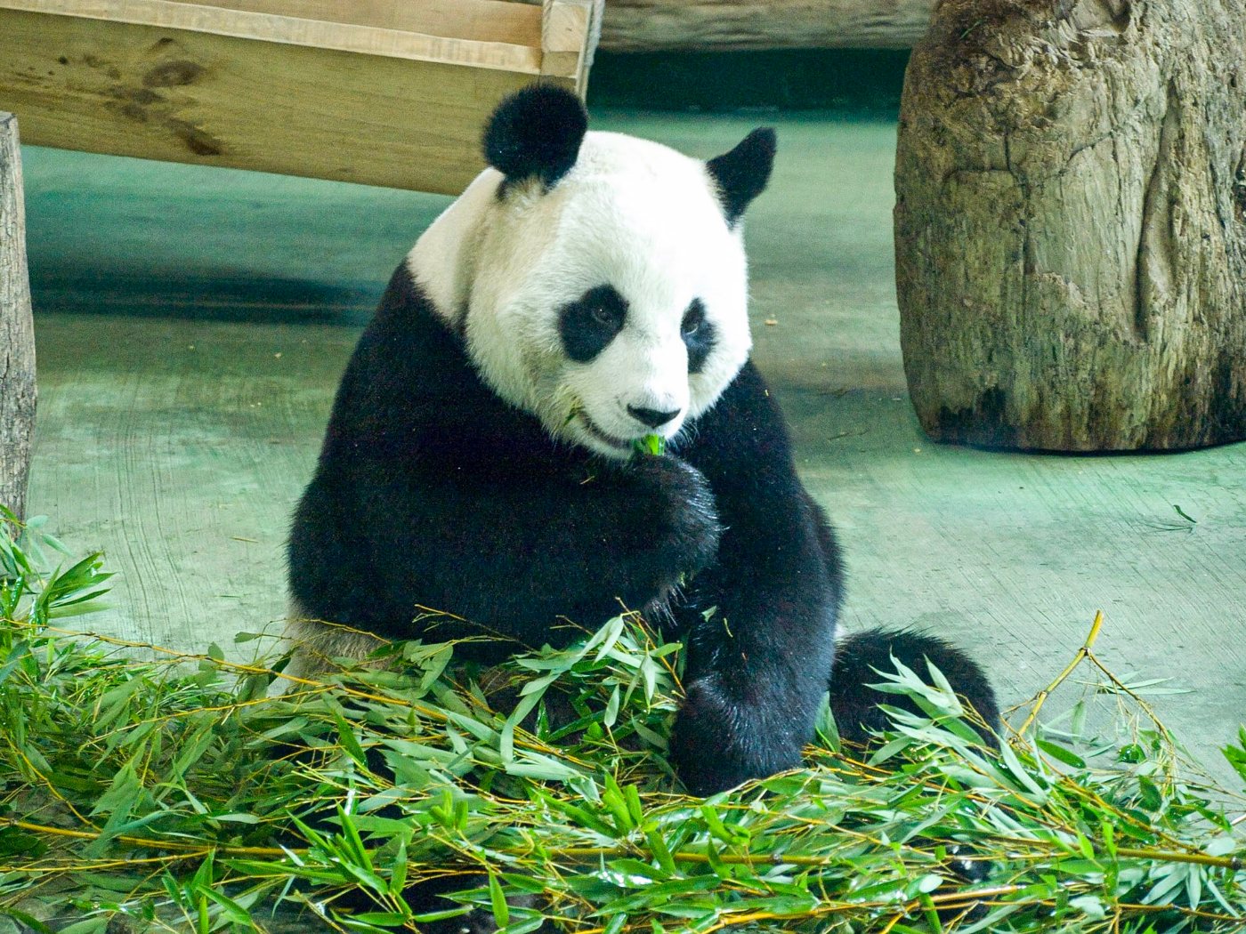Bears 8 Giant panda sitting upright and eating a bamboo stem