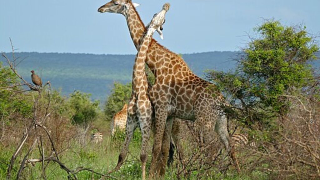 Two giraffes necking