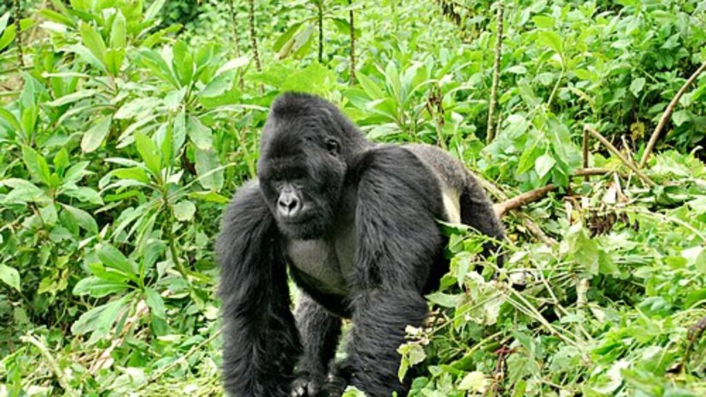 Silverback gorilla