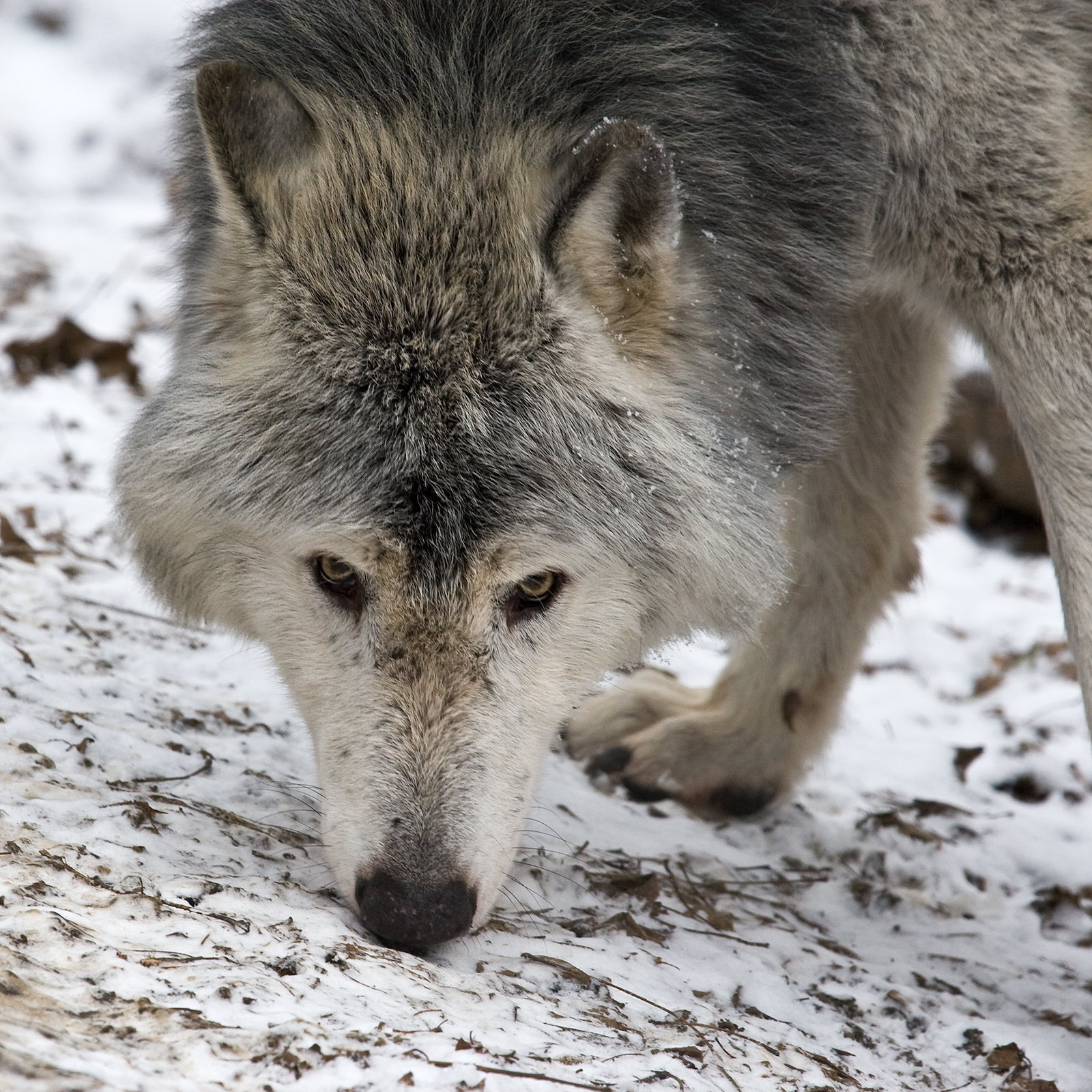 Adult grey wolf Canis lupus facing the camera, showing the amber iris colour typical of wild wolves