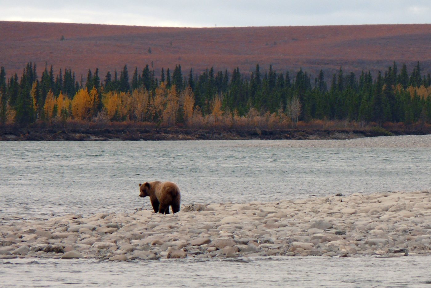 Bears 2 Grizzly bear walking along a river bank in Alaska in autumn
