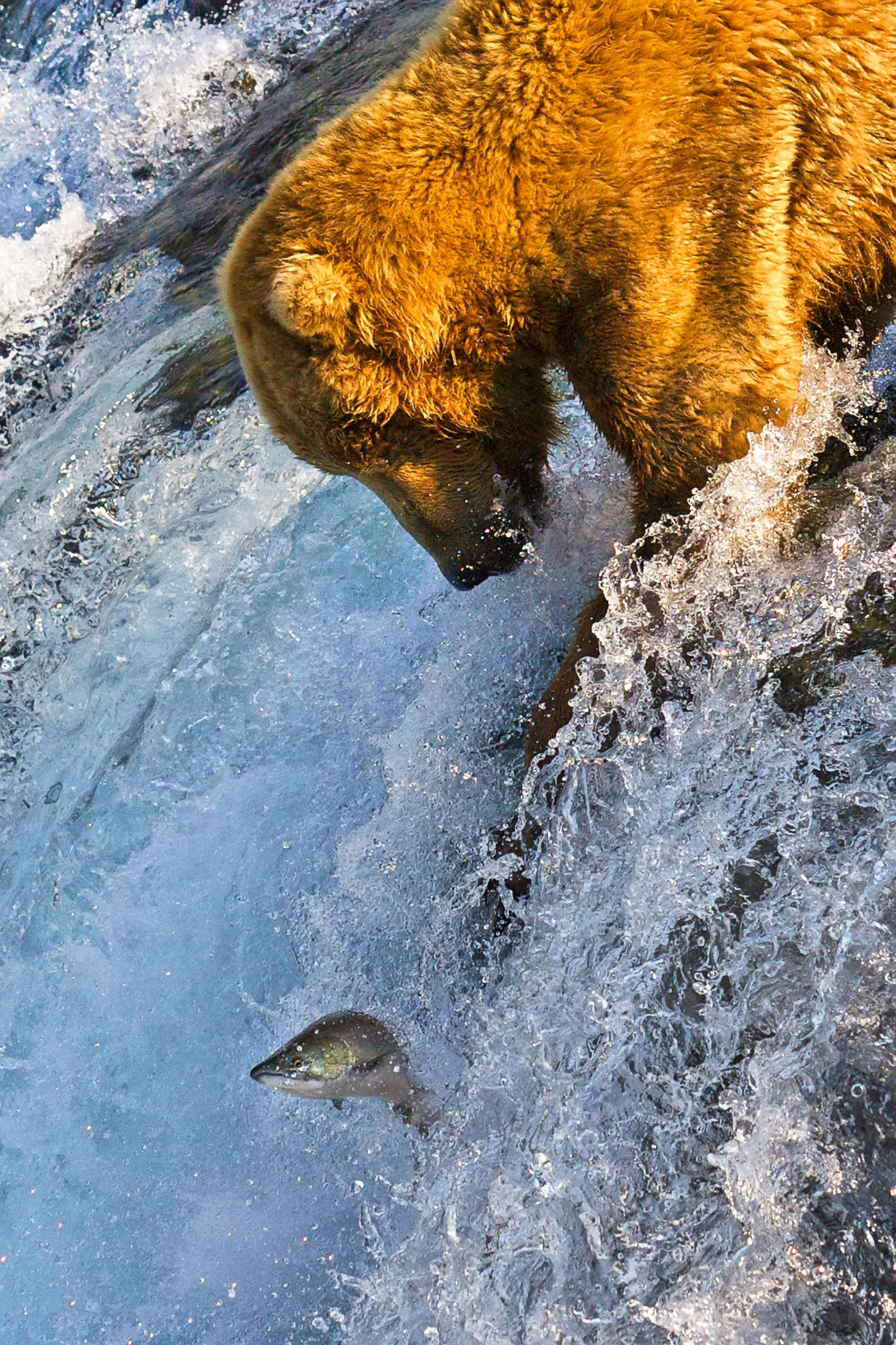 Bears 7 Grizzly bear catching a leaping salmon at Brooks Falls, Katmai