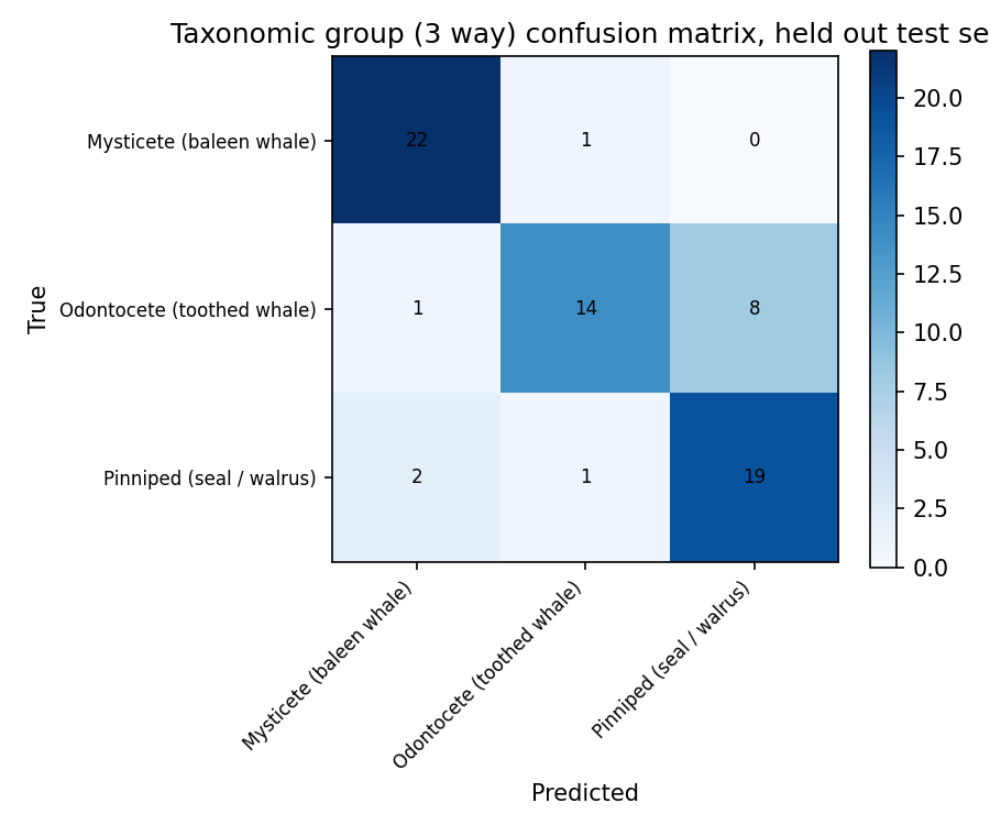 Can AI Tell a Narwhal From a Bowhead Whale by Sound Alone? 12 Confusion matrix showing strong classification accuracy separating mysticetes, odontocetes and pinnipeds from acoustic features