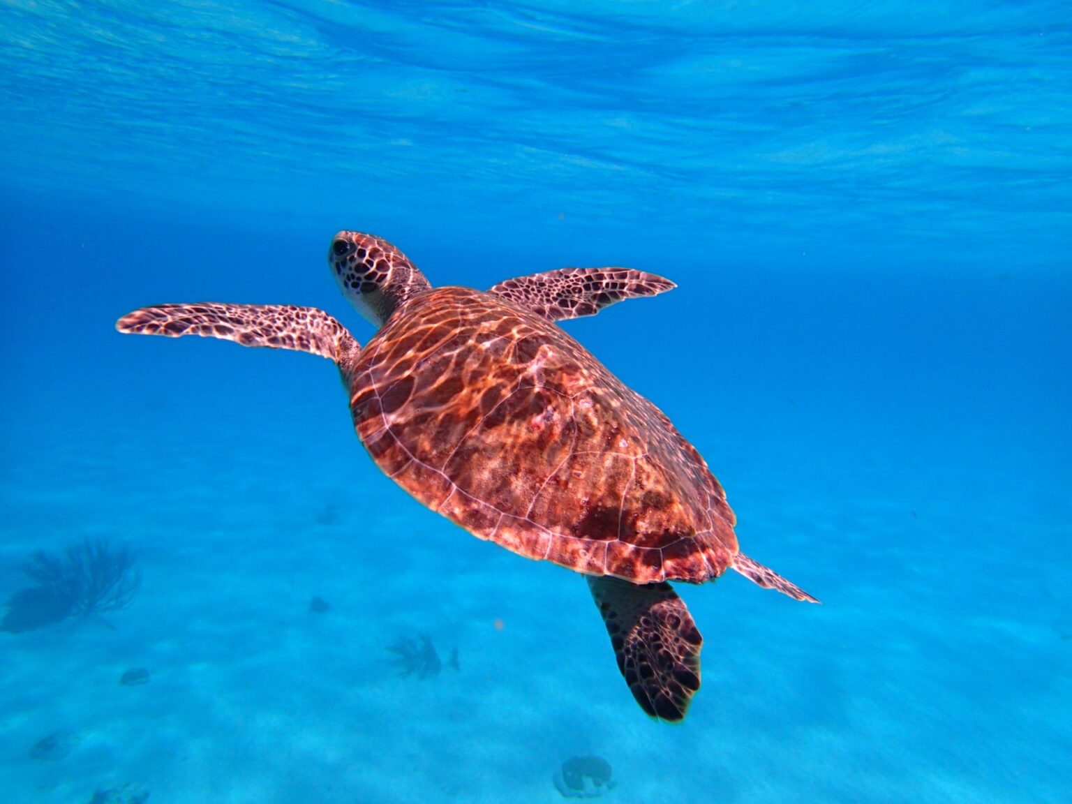 Hawksbill sea turtle swimming in blue water