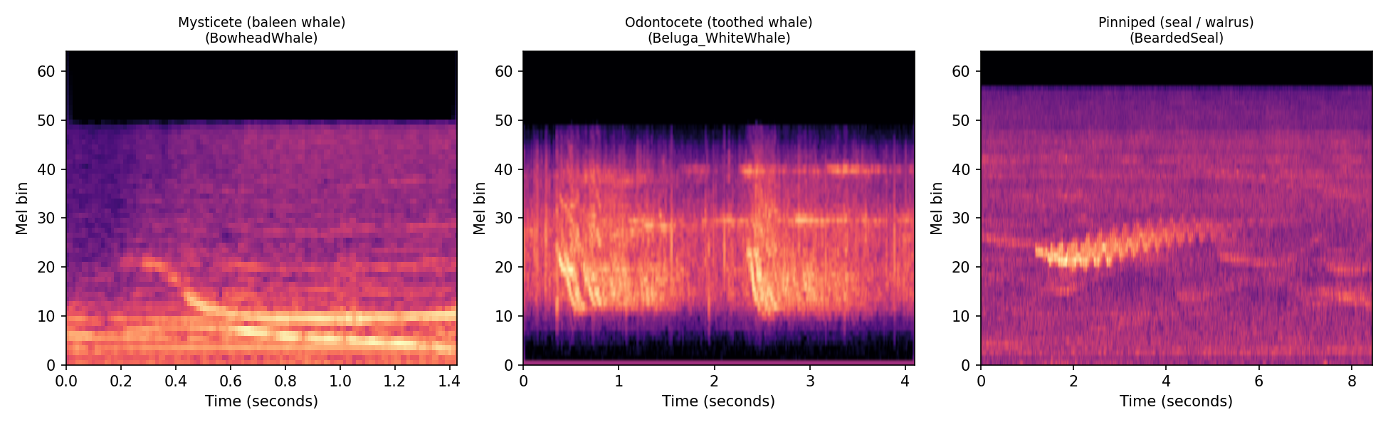 Can AI Tell a Narwhal From a Bowhead Whale by Sound Alone? 9 Three log mel spectrograms side by side showing a bowhead whale moan, a beluga whale whistle and click train, and a bearded seal descending trill