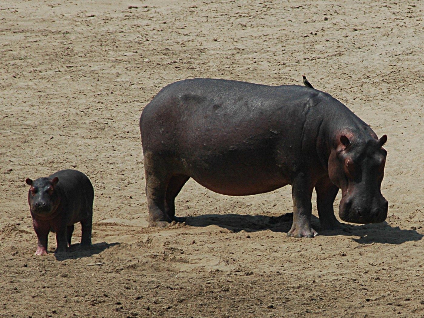 Hippos 6 Adult hippo with a young calf beside her