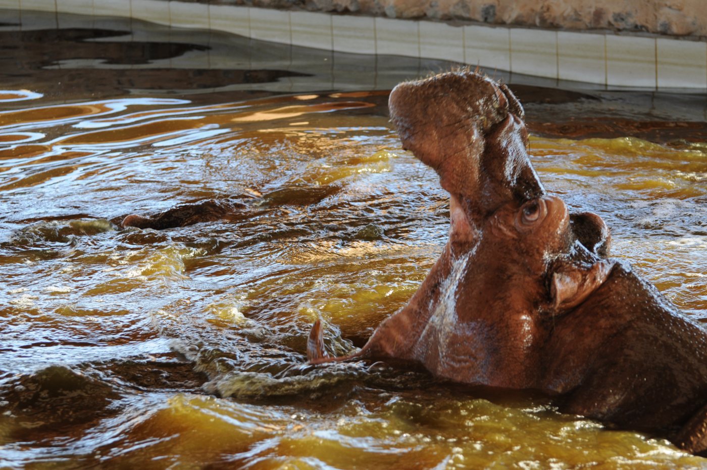 Hippos 2 Hippopotamus half submerged in water with eyes and ears above the surface
