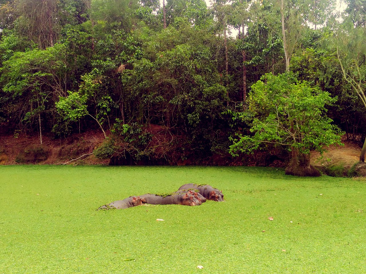Hippos 4 Group of hippos resting in water covered with water hyacinth