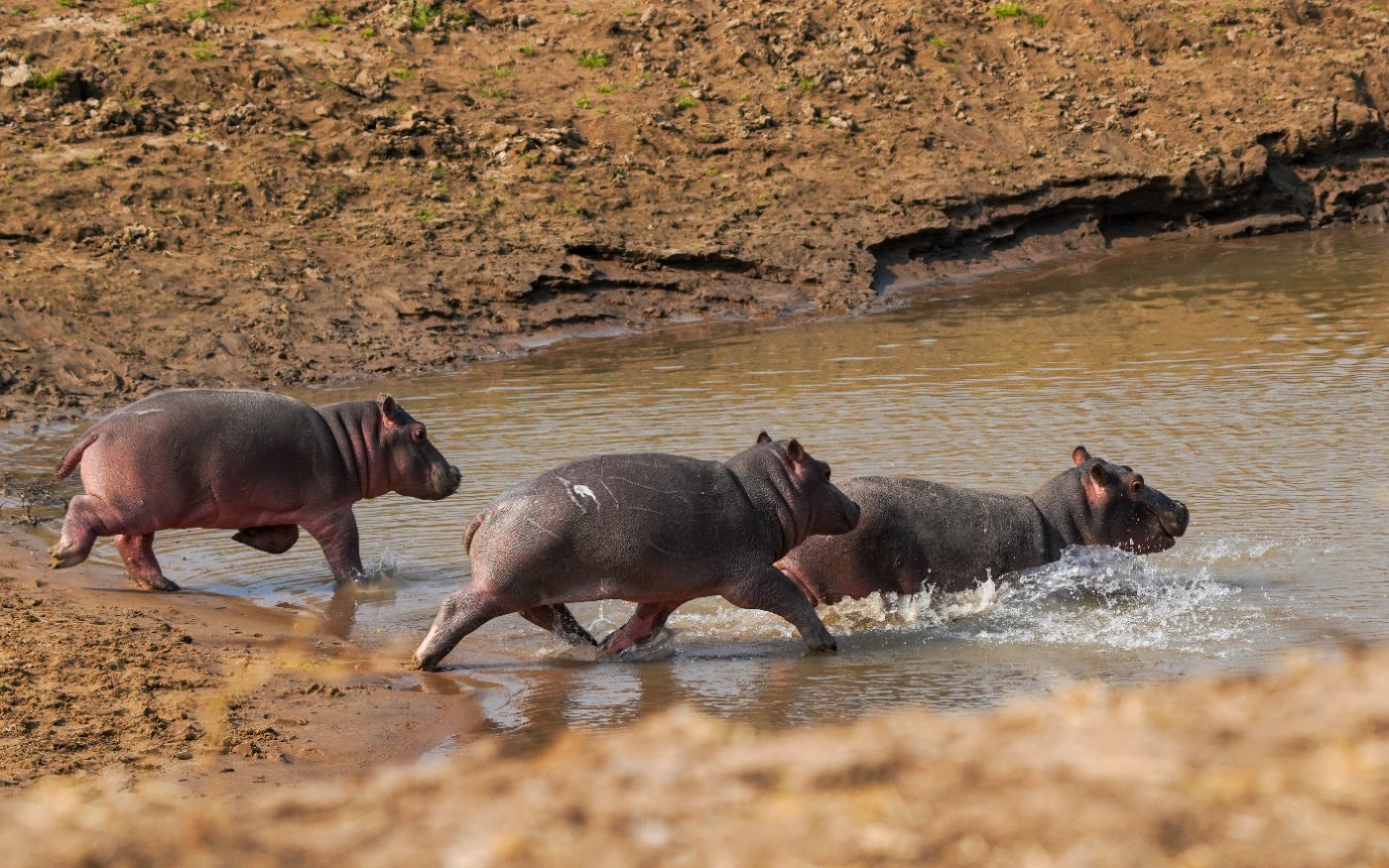Hippos 3 Juvenile hippos running at speed through a shallow stream