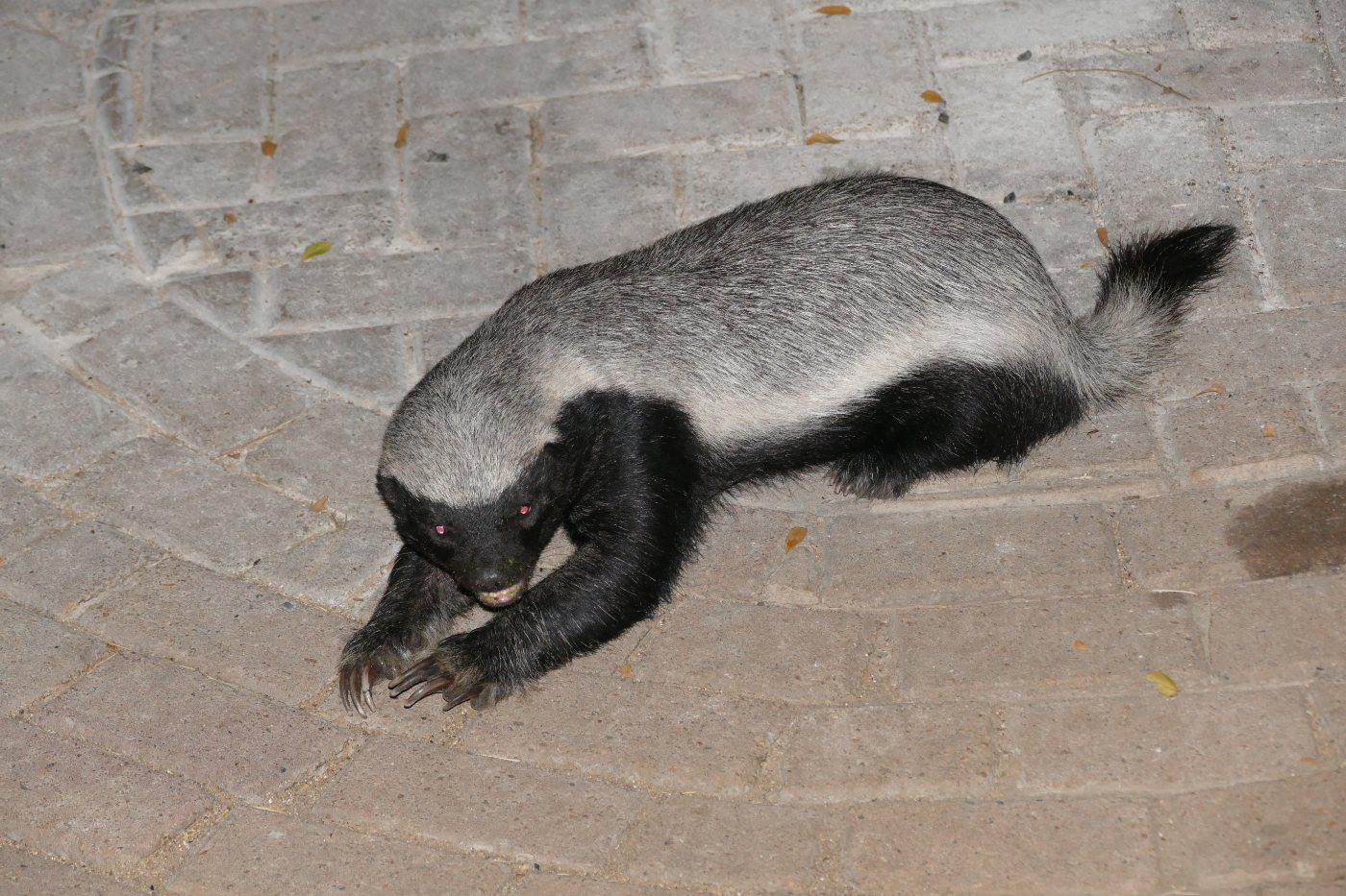 Badgers 5 A honey badger walking, showing the pale mantle over the back and the loose thick skin