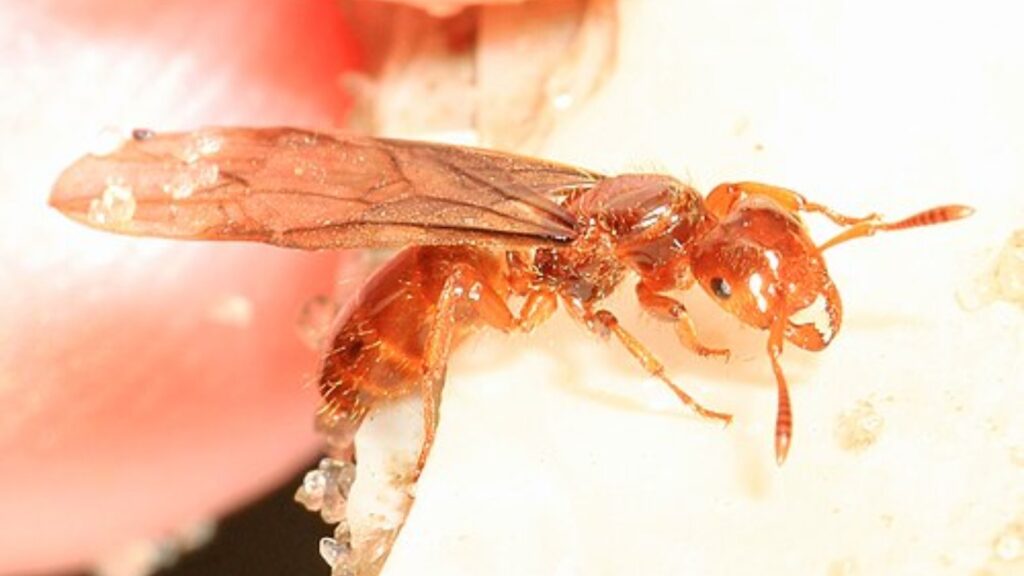 How Are Queen Ants Born? 3 Winged queen ant