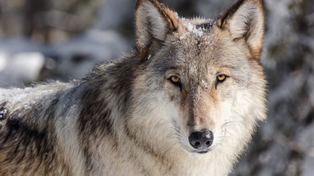 How dangerous are wolves to humans? 11 Gray wolf portrait