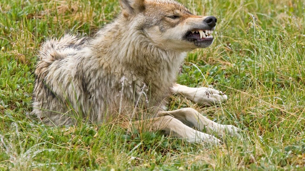 How do you know if a wolf is angry? 9 Snarling gray wolf