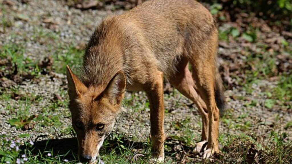 Coyote sniffing the ground
