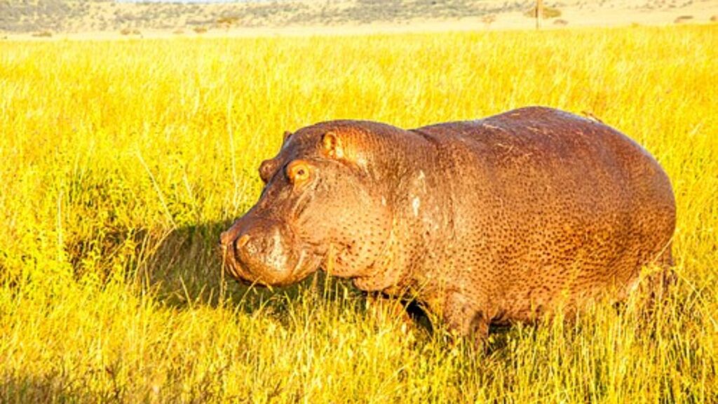 Hippopotamus walking through grass