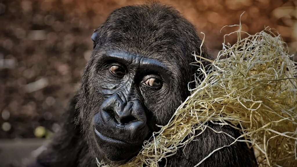 How High and Far Can Gorillas Jump? 5 Gorilla resting its head beside a bundle of dry straw