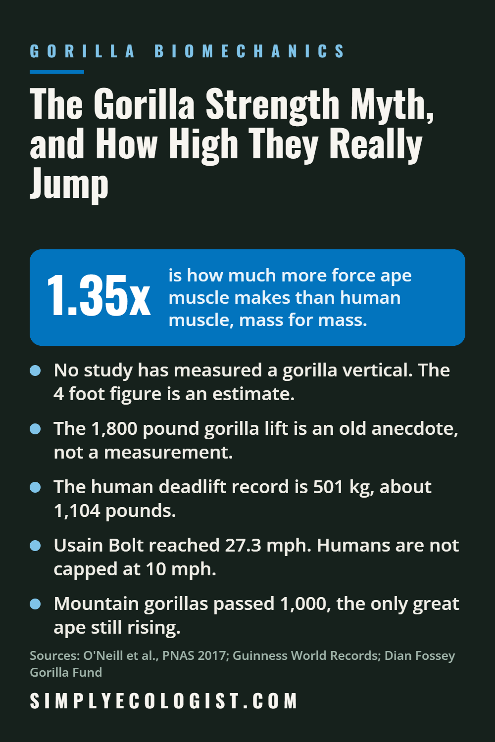 How High and Far Can Gorillas Jump? 5 Ape muscle makes only 1.35 times more force than human muscle, so a gorilla is not twenty times stronger than a person, and no study has measured a gorilla vertical jump