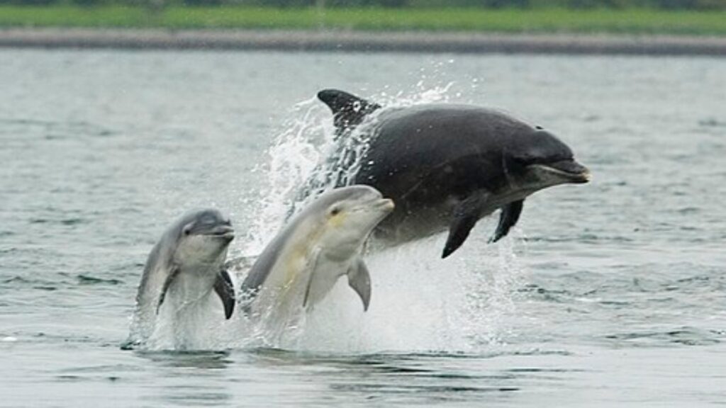 Bottlenose dolphins jumping