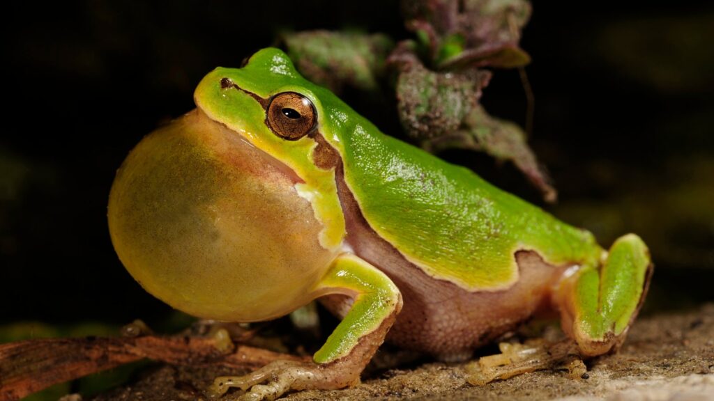 How Long Can Frogs Go Without Food Or Water? 3 European tree frog