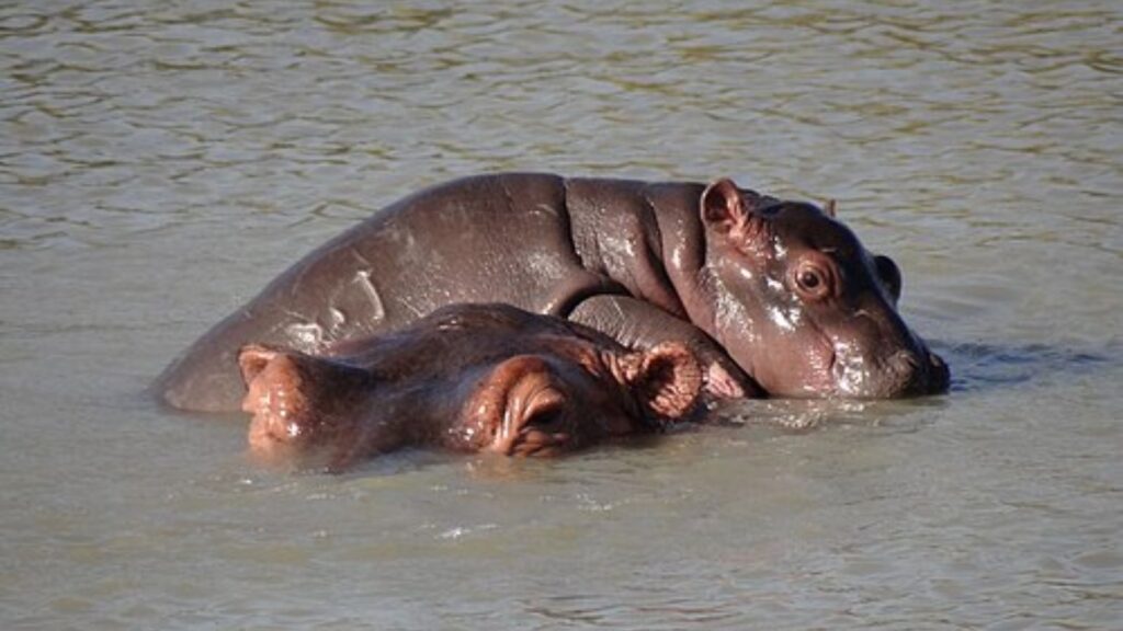 Hippopotamus mother and calf