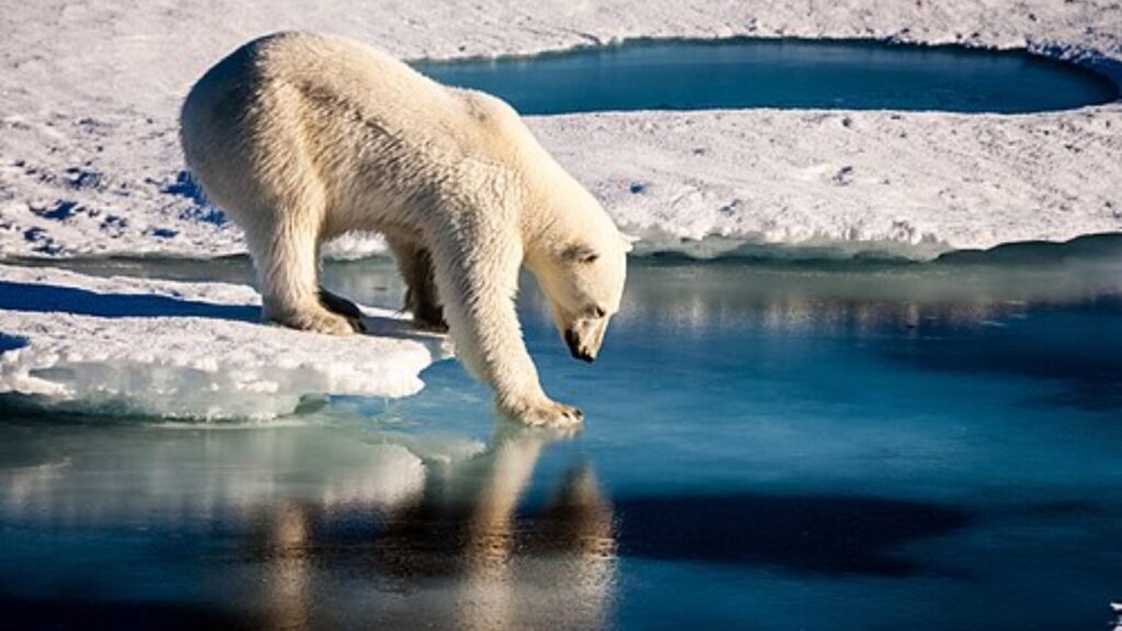 Polar bear on sea ice