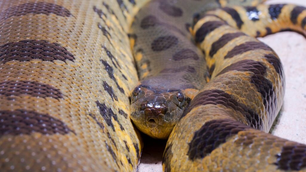 Green anaconda