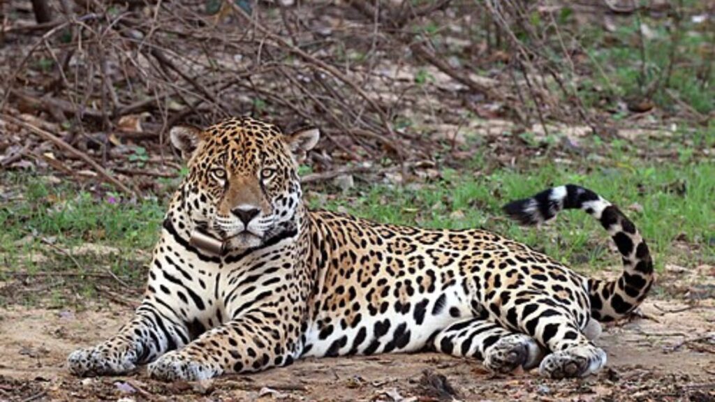 Jaguar