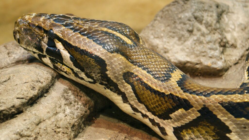 Burmese python