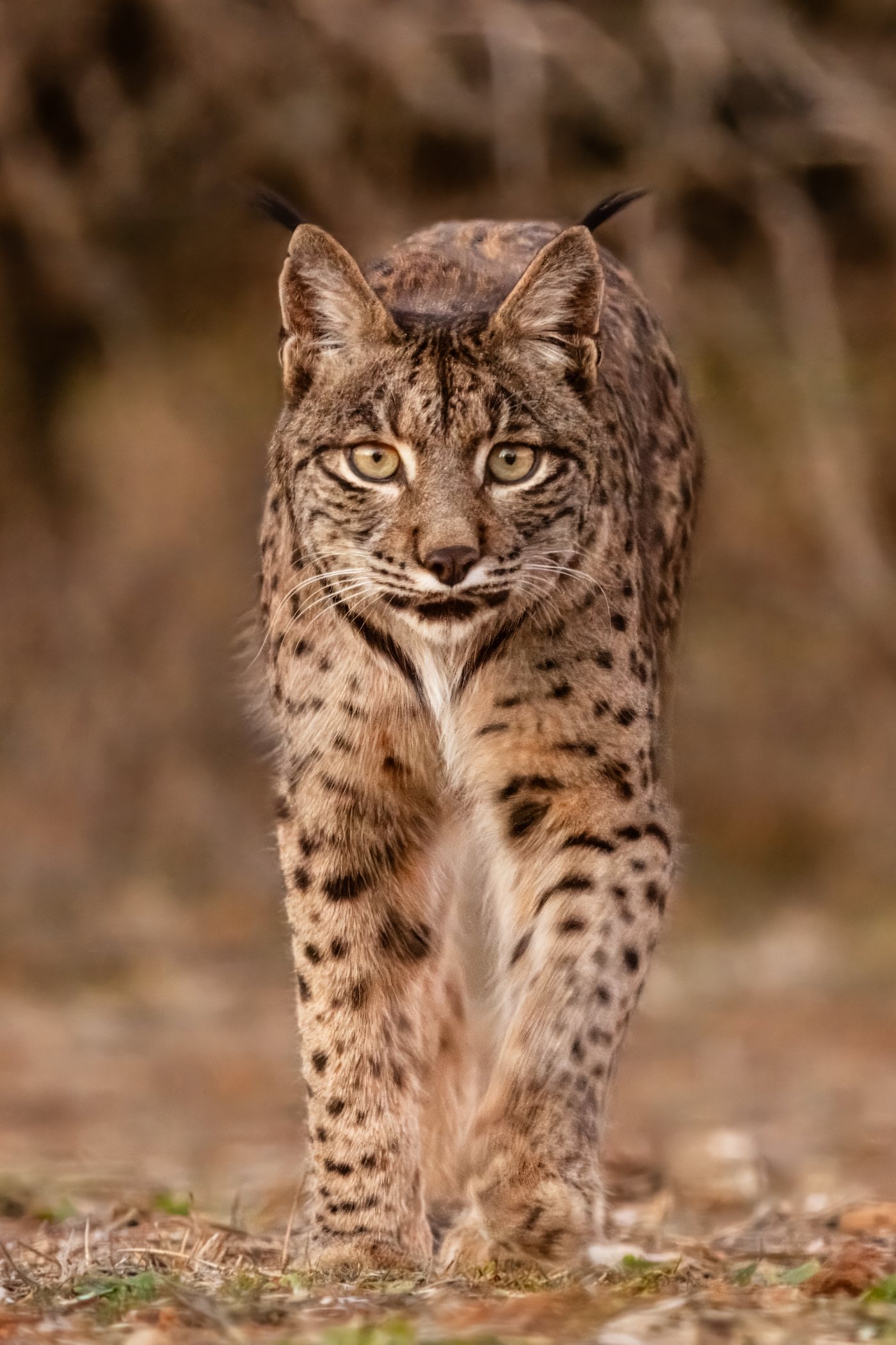 An Iberian lynx standing in Mediterranean scrub, showing heavy cheek whiskers and a strongly spotted coat