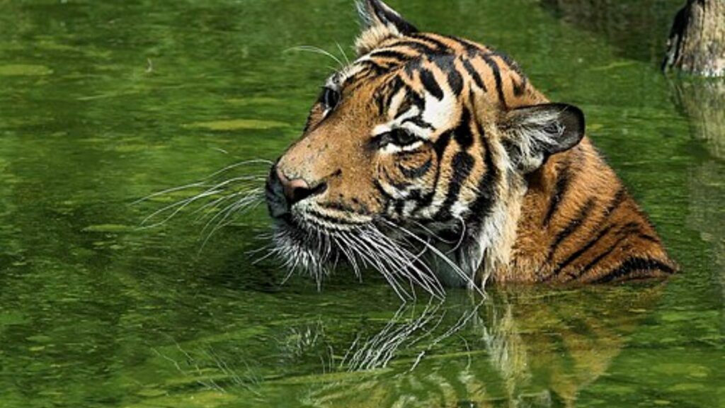 Tiger in water