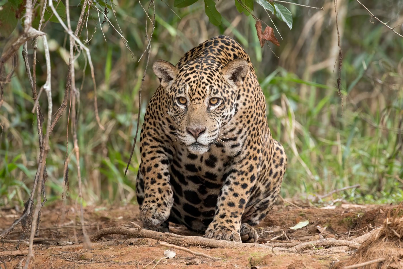 Jaguars 4 A female jaguar walking along a riverbank in the Brazilian Pantanal