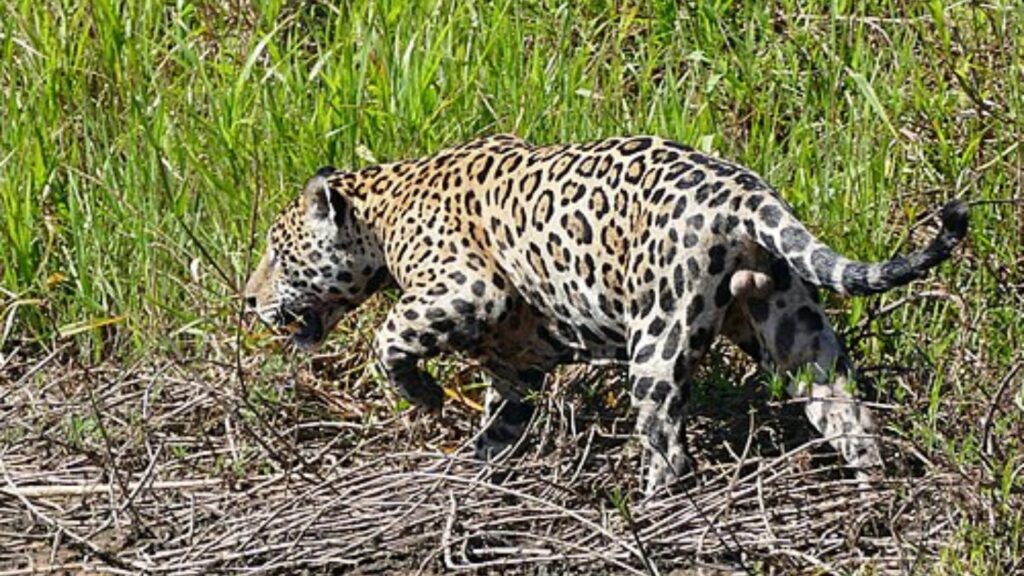 Jaguar stalking