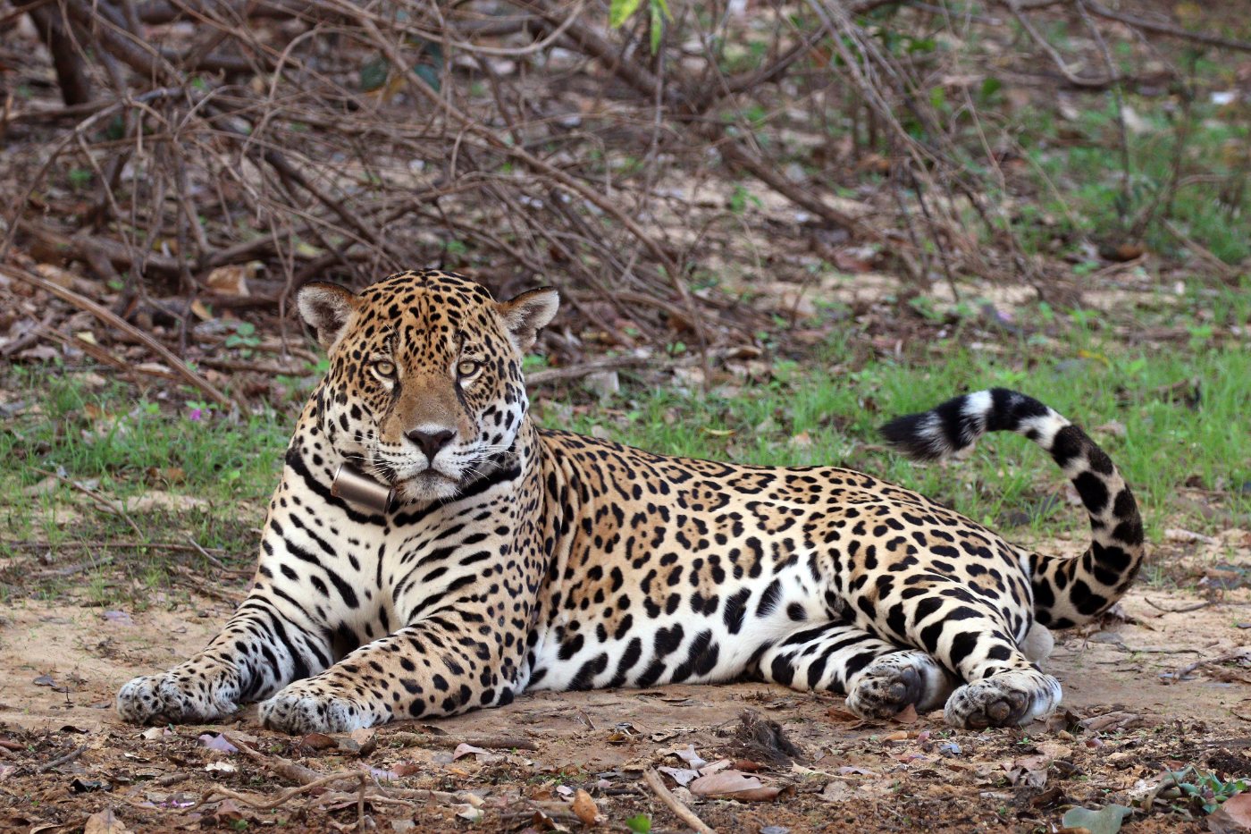 Jaguars 2 Male jaguar showing the heavy head and rosette pattern
