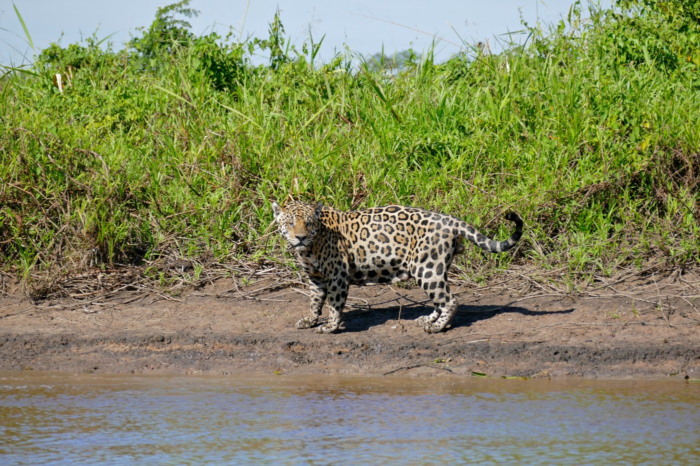 Jaguars 5 A wild male jaguar resting on a river bank