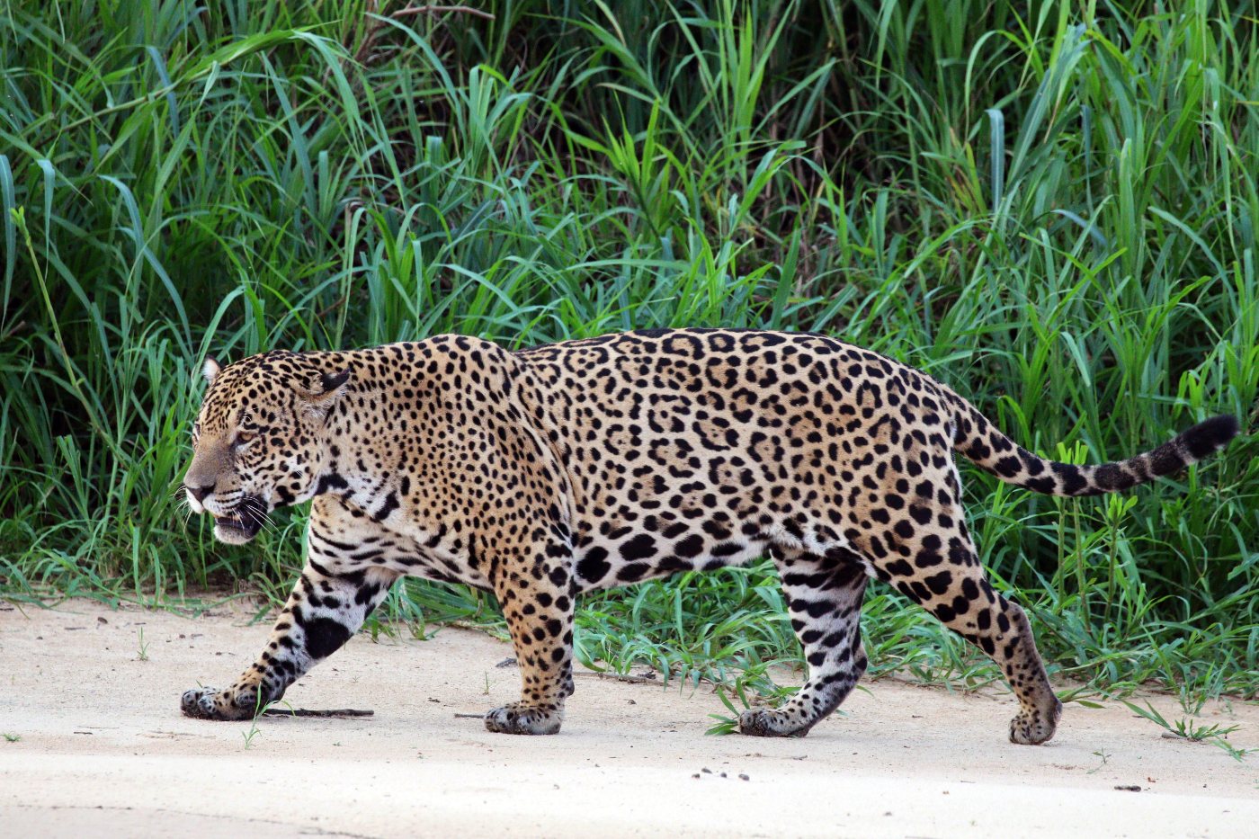 Jaguars 1 Male jaguar walking along a riverbank in the Pantanal