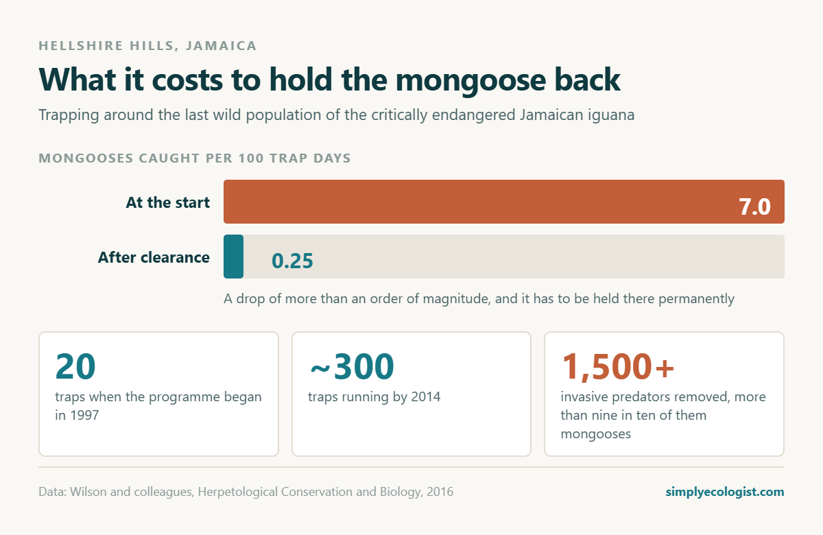 Can You Have a Mongoose as a Pet? Why the Jamaica Trend Worries Ecologists 8 Chart showing mongoose capture rates in the Hellshire Hills falling from 7 per 100 trap days at the start of the programme to 0.25 after clearance, with 20 traps in 1997 growing to about 300 by 2014 and over 1,500 invasive predators removed