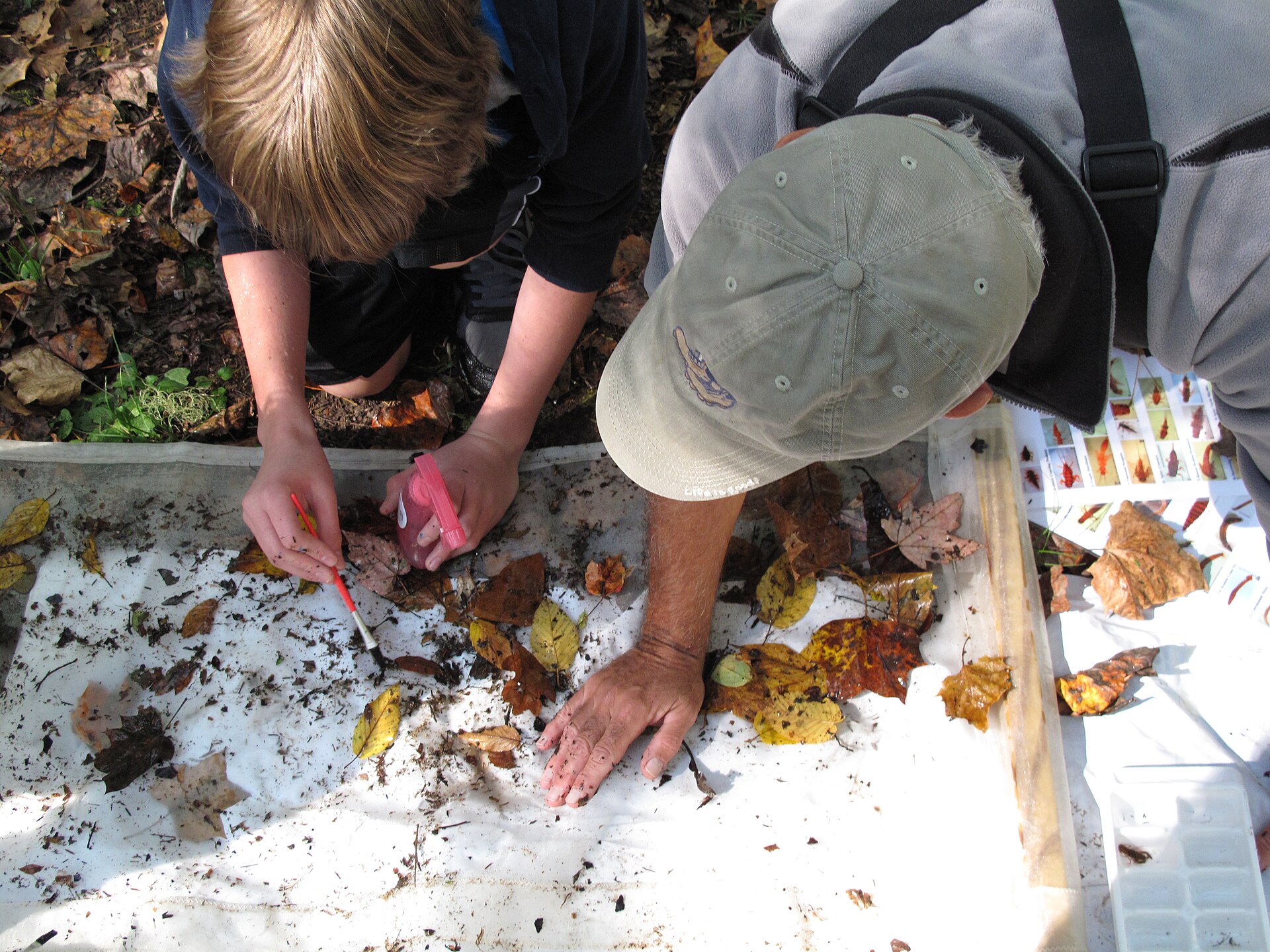 What tools do ecologists use? 28 Two people sorting a kick net sample to find stream macroinvertebrates
