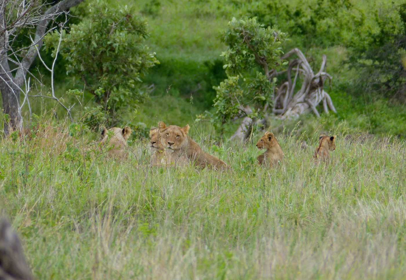 Lions 7 Lion pride with several young cubs among the adults